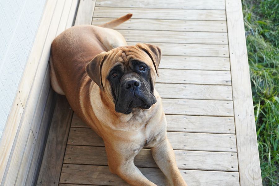 A large dog resting on a wooden porch