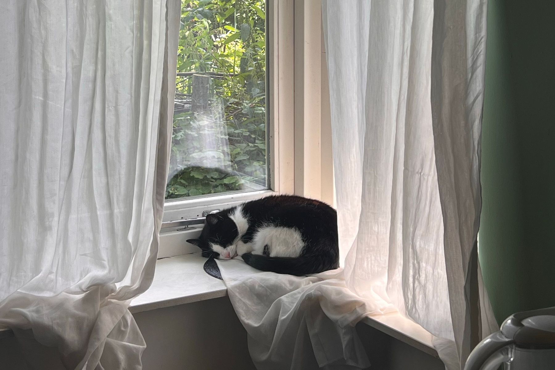 A black and white cat asleep on a sunny windowsill between white curtains