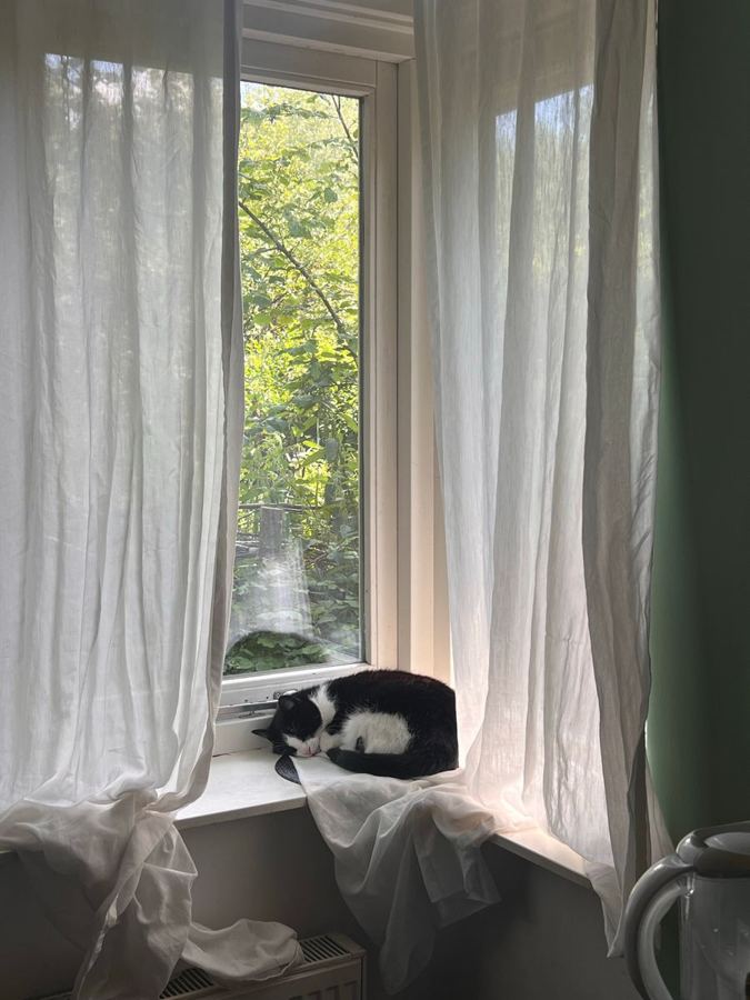 A cat asleep on a windowsill between white curtains