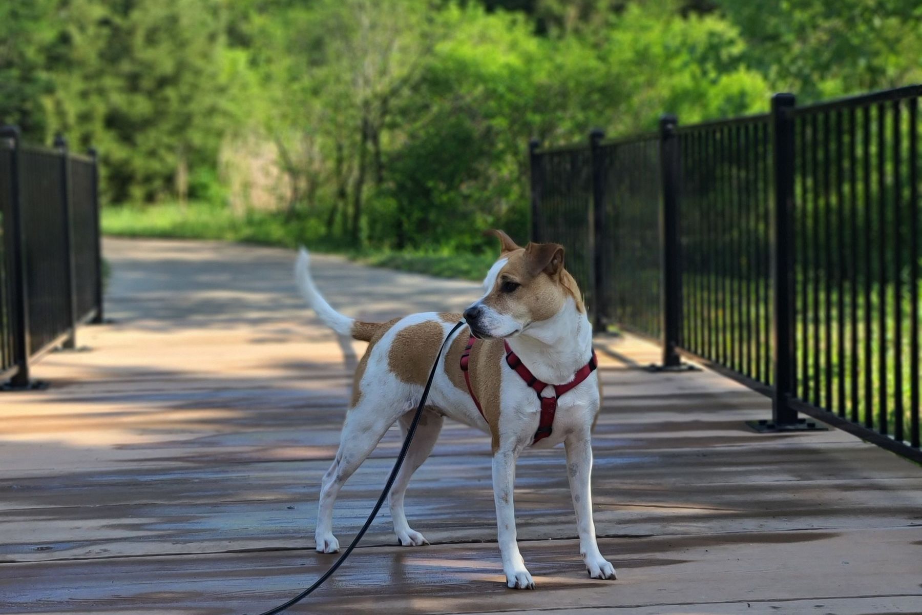 A dog in a red harness on a boardwalk, looking back along the leash