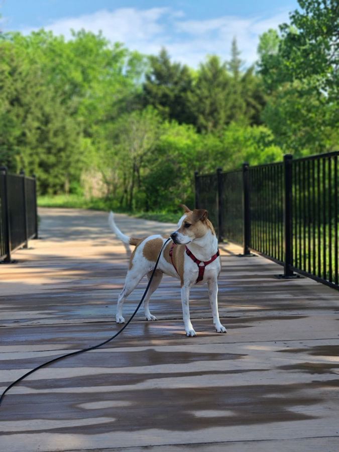 A dog on a leash on a tree-lined boardwalk